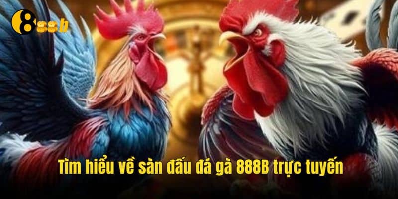 Khám phá sân đá gà 888B cực hot