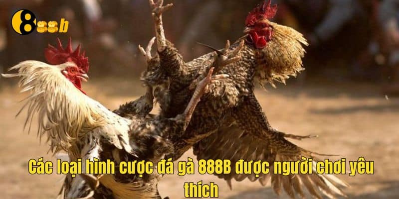 Nhiều loại hình cược đá gà để tham gia