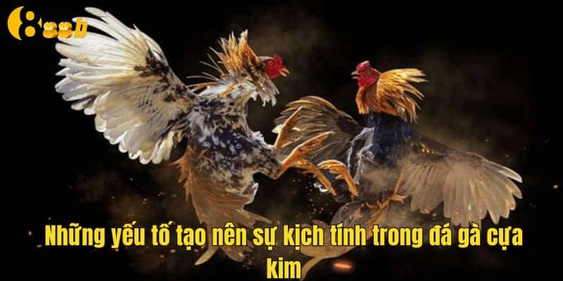 Sự kịch tính của môn đá gà cựa kim