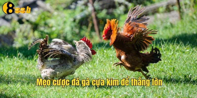 Cách chơi đá gà cựa kim hiệu quả