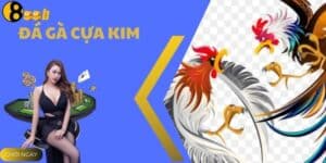 Đá Gà Cựa Kim - Trận Đấu Và Cược Hấp Dẫn Tại Nhà Cái 888B