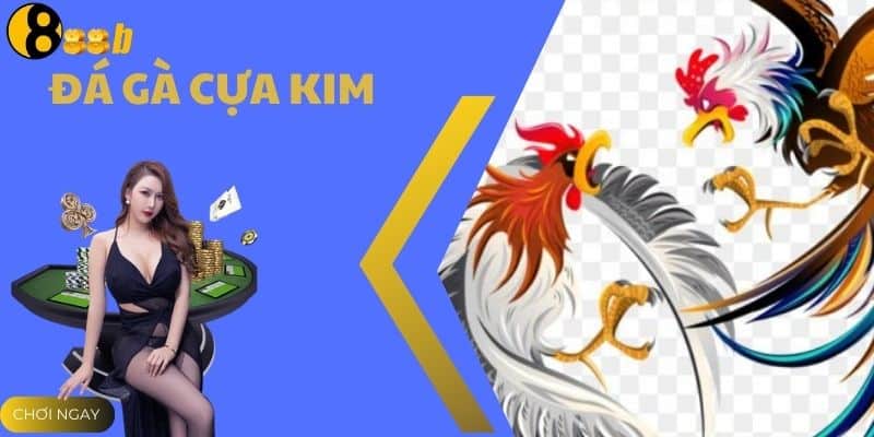 Đá Gà Cựa Kim - Trận Đấu Và Cược Hấp Dẫn Tại Nhà Cái 888B