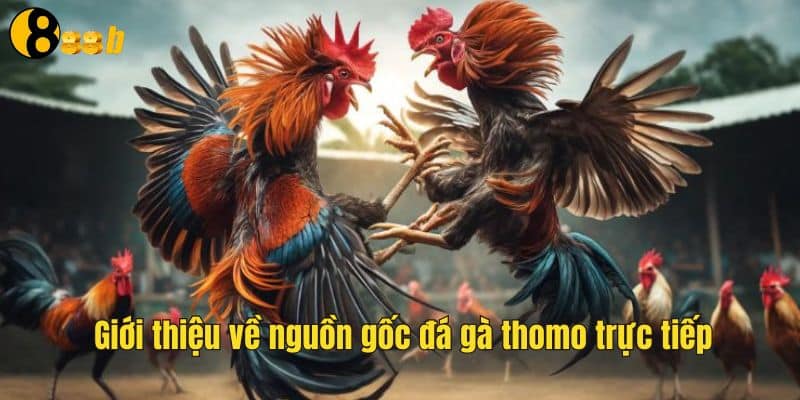 Các trường đá gà thomo trực tiếp