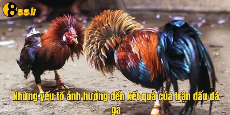 Các yếu tố ảnh hưởng đến các trận đá gà thomo trực tiếp