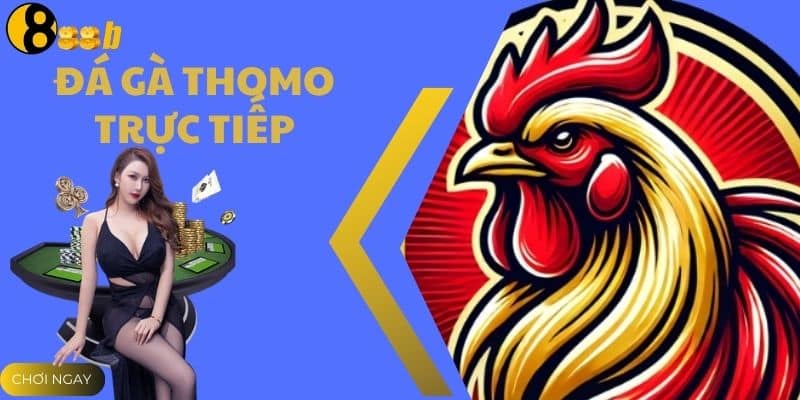 Đá Gà Thomo Trực Tiếp - Xem Trận Đấu Nảy Lửa Cùng 888B