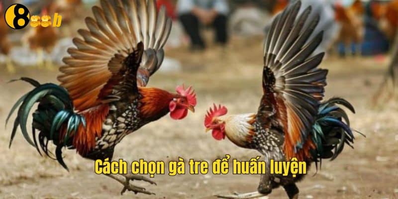 Cách chọn gà tre để huấn luyện