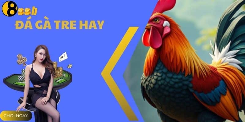 Đá Gà Tre Hay - Trải Nghiệm Đa Dạng Cược Tại Nhà Cái 888B